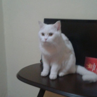 British Shorthair, Kedi  Pamuk fotoğrafı