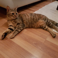Tekir Kedi, Kedi  Mira fotoğrafı