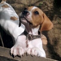 Pointer, Köpek  jitka fotoğrafı