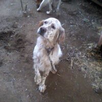 Pointer, Köpek  jitka fotoğrafı