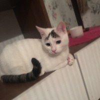 Tekir Kedi, Kedi  Köfte fotoğrafı