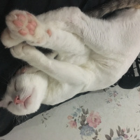 Tekir Kedi, Kedi  Köfte fotoğrafı