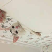 Tekir Kedi, Kedi  Köfte fotoğrafı