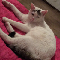 Tekir Kedi, Kedi  Köfte fotoğrafı