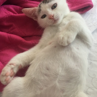Tekir Kedi, Kedi  Köfte fotoğrafı