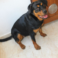 Rottweiler, Köpek  Karam fotoğrafı