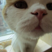 British Shorthair, Kedi  kadayıf fotoğrafı