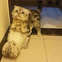 Scottish Fold, Kedi  sakız fotoğrafı