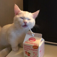 Scottish Fold, Kedi  sakız fotoğrafı