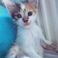 Tekir Kedi, Kedi  Zeytin ve susam fotoğrafı