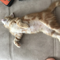 Tekir Kedi, Kedi  Yağmur fotoğrafı