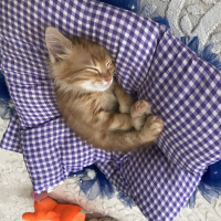 Tekir Kedi, Kedi  Yağmur fotoğrafı