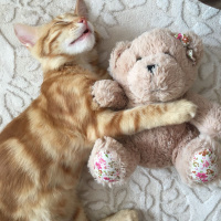 Tekir Kedi, Kedi  Yağmur fotoğrafı