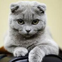 British Shorthair, Kedi  süt fotoğrafı