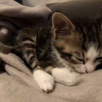 Tekir Kedi, Kedi  Herkül fotoğrafı