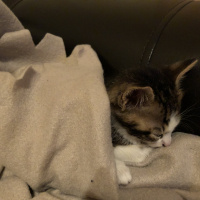 Tekir Kedi, Kedi  Herkül fotoğrafı