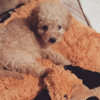 Poodle (Minyatür Kaniş), Köpek  Minty fotoğrafı