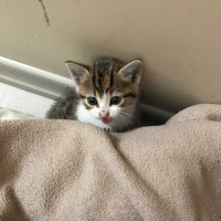 Tekir Kedi, Kedi  Fare fotoğrafı