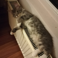 Sibirya Kedisi, Kedi  Duman fotoğrafı