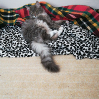 Sibirya Kedisi, Kedi  Duman fotoğrafı