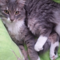 Sibirya Kedisi, Kedi  Duman fotoğrafı