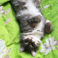 Sibirya Kedisi, Kedi  Duman fotoğrafı