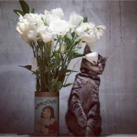 Tekir Kedi, Kedi  Afro fotoğrafı