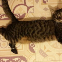 Tekir Kedi, Kedi  Afro fotoğrafı