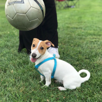 Jack Russell Terrier, Köpek  Melon fotoğrafı