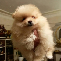 Pomeranyalı, Köpek  Boris fotoğrafı