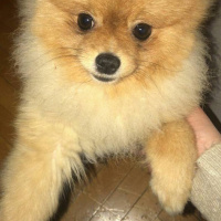 Pomeranyalı, Köpek  Boris fotoğrafı