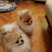 Pomeranyalı, Köpek  Boris fotoğrafı