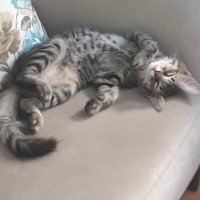 Tekir Kedi, Kedi  Gece fotoğrafı