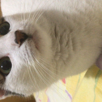 Tekir Kedi, Kedi  Piritta fotoğrafı