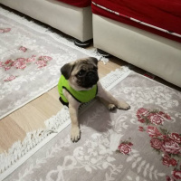 Pug, Köpek  Paytak fotoğrafı
