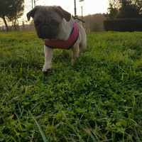 Pug, Köpek  Paytak fotoğrafı