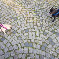Pug, Köpek  Paytak fotoğrafı