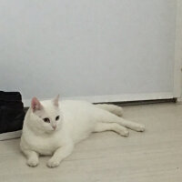 Ankara Kedisi, Kedi  mami fotoğrafı