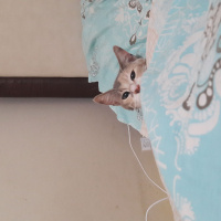 Abyssinian, Kedi  Pampers fotoğrafı