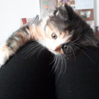 Tekir Kedi, Kedi  Kisa fotoğrafı