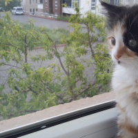 Tekir Kedi, Kedi  Kisa fotoğrafı
