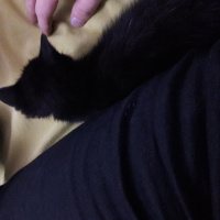 Tekir Kedi, Kedi  şş lan kedi fotoğrafı