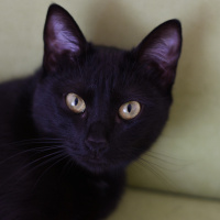 Tekir Kedi, Kedi  Night fotoğrafı