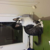 Tekir Kedi, Kedi  Rakı fotoğrafı