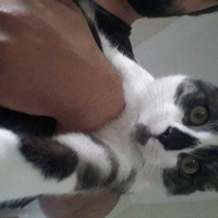 Tekir Kedi, Kedi  Rakı fotoğrafı