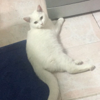 Ankara Kedisi, Kedi  Pamuk fotoğrafı