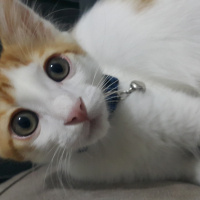 Tekir Kedi, Kedi  Tarçın fotoğrafı