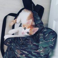 Tekir Kedi, Kedi  Tarçın fotoğrafı