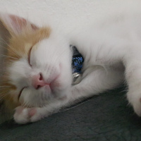 Tekir Kedi, Kedi  Tarçın fotoğrafı