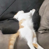 Tekir Kedi, Kedi  Tarçın fotoğrafı